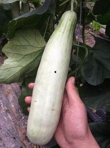 求个网红吃瓜网站,带你领略娱乐圈幕后风云