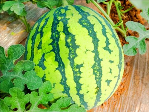 合肥七中网课吃瓜,一场意外的“吃瓜”盛宴