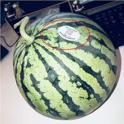 20年网红吃瓜,娱乐圈风云再起