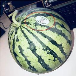 务川网红吃瓜,揭秘务川美食背后的故事